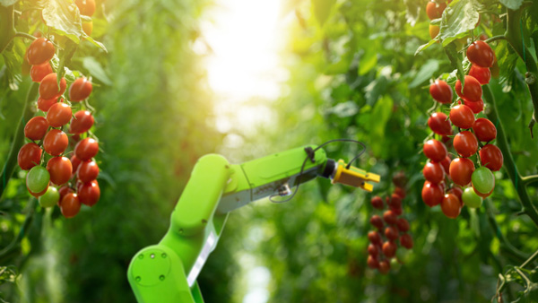 Commercialisation et croissance