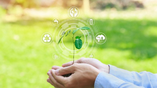 Plante dans une main